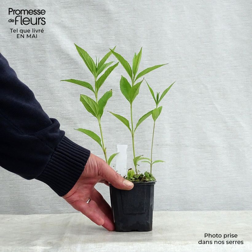 Helianthus Lemon Queen - Girasole Vasetto da 8/9 cm esemplare consegnato in primavera