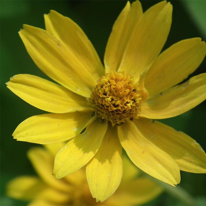 Helianthus microcephalus - Girasole (Flowering)