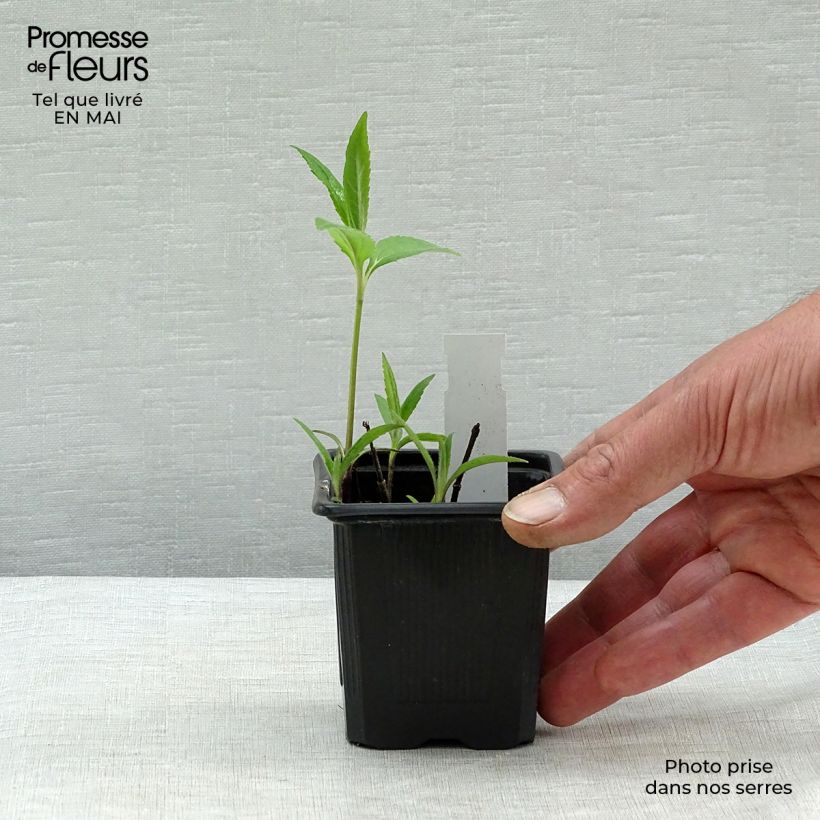 Example of Helianthus microcephalus - Girasole Vasetto da 8/9 cm as you get in printemps