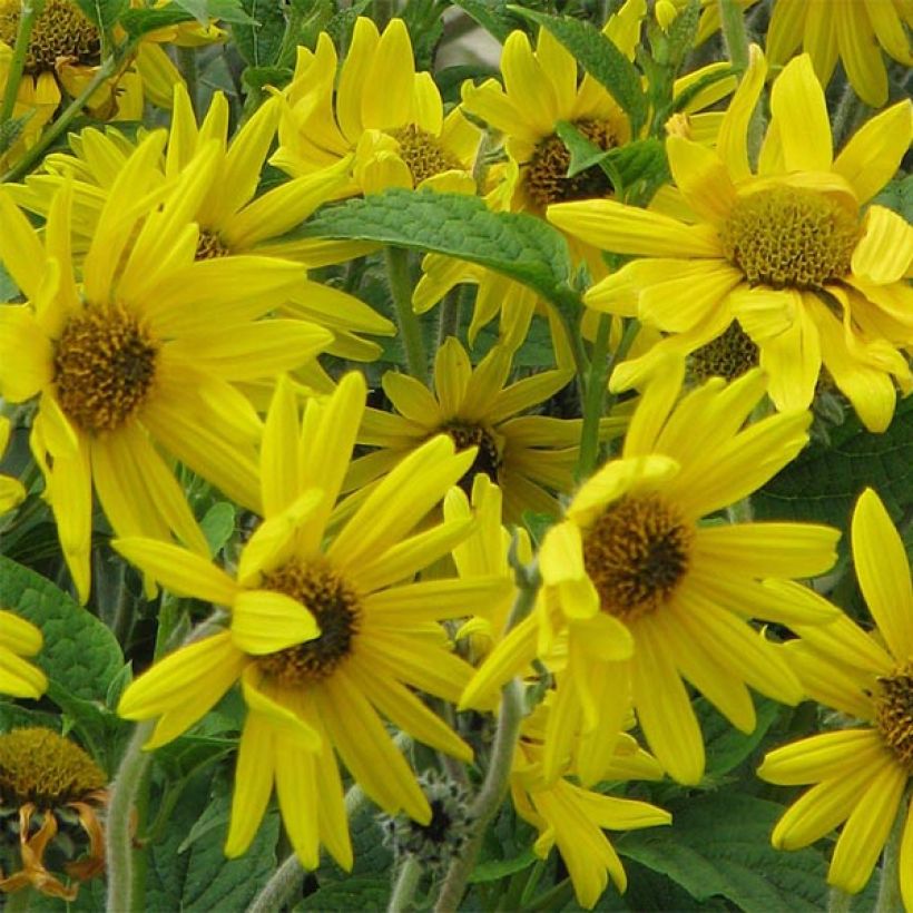 Helianthus mollis - Girasole (Fioritura)