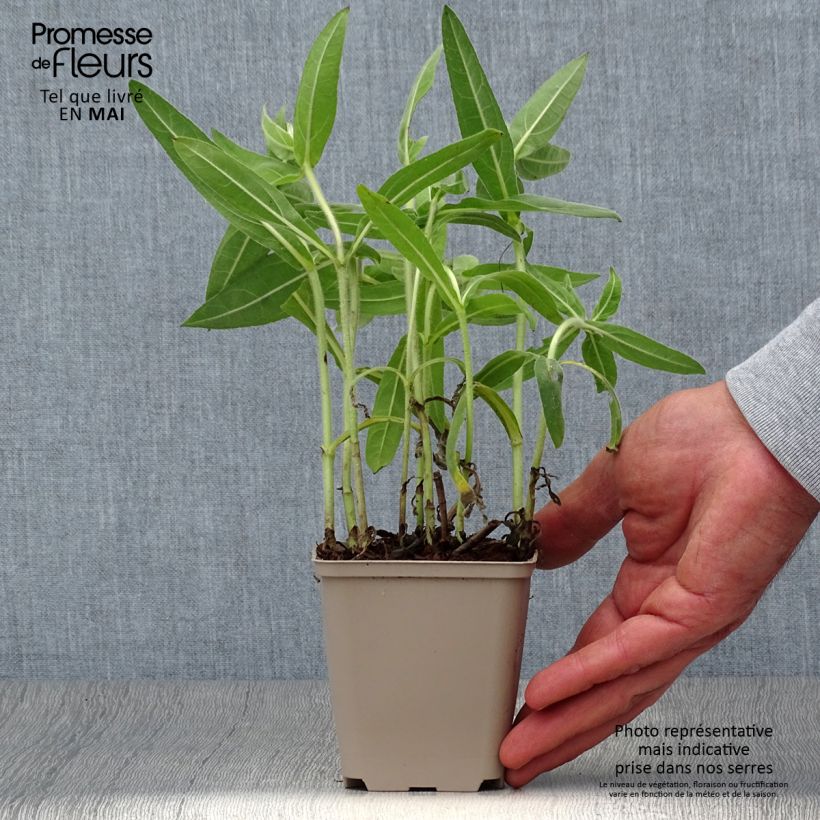 Helianthus mollis - Girasole Vasetto da 8/9 cm esemplare consegnato in primavera