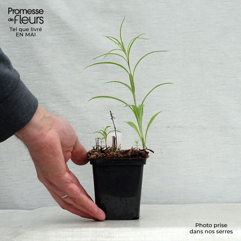 Helianthus salicifolius - Girasole Vasetto da 8/9 cm esemplare consegnato in primavera