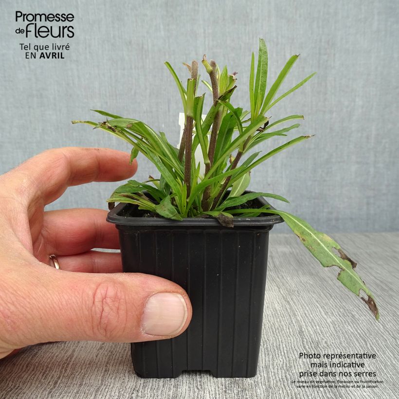 Example of Helianthus salicifolius Table Mountain - Girasole Vasetto da 8/9 cm as you get in printemps