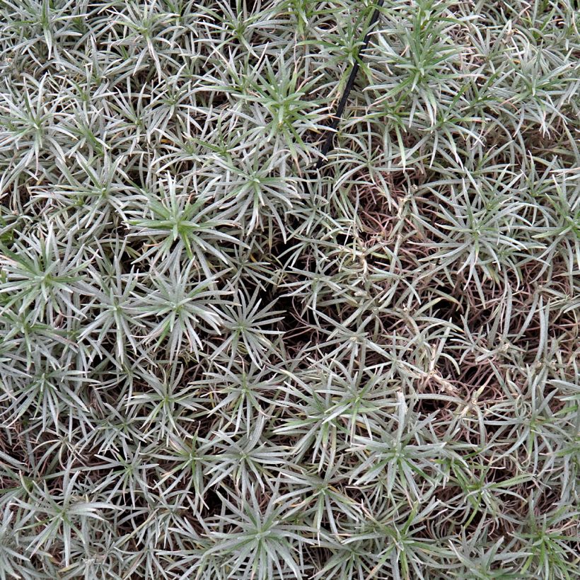 Elicriso italiano Tall Curry (Fogliame)