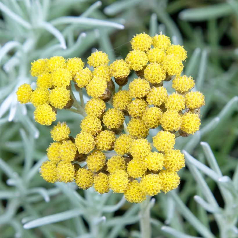 Elicriso italiano Tall Curry (Fioritura)