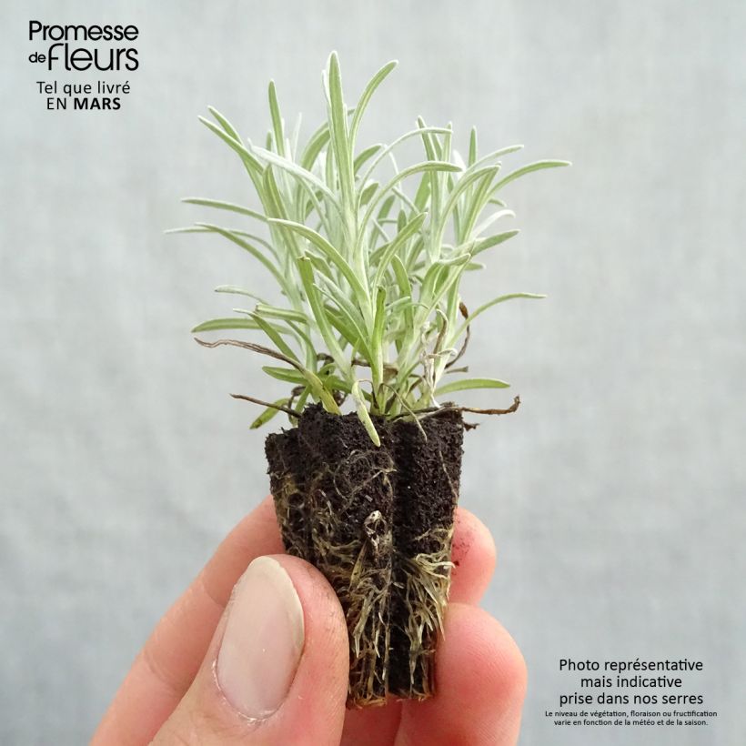 Elicriso italiano Bio (piante) mini zolla... esemplare consegnato in primavera