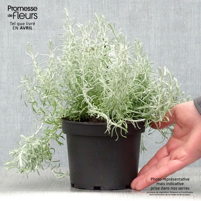 Example of Elicriso italiano - Helichrysum italicum subsp. microphyllum Vaso da 1,5L/2L as you get in printemps
