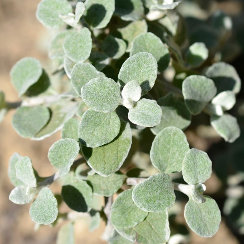 Elicriso petiolare Silver - Helichrysum petiolare (Foliage)