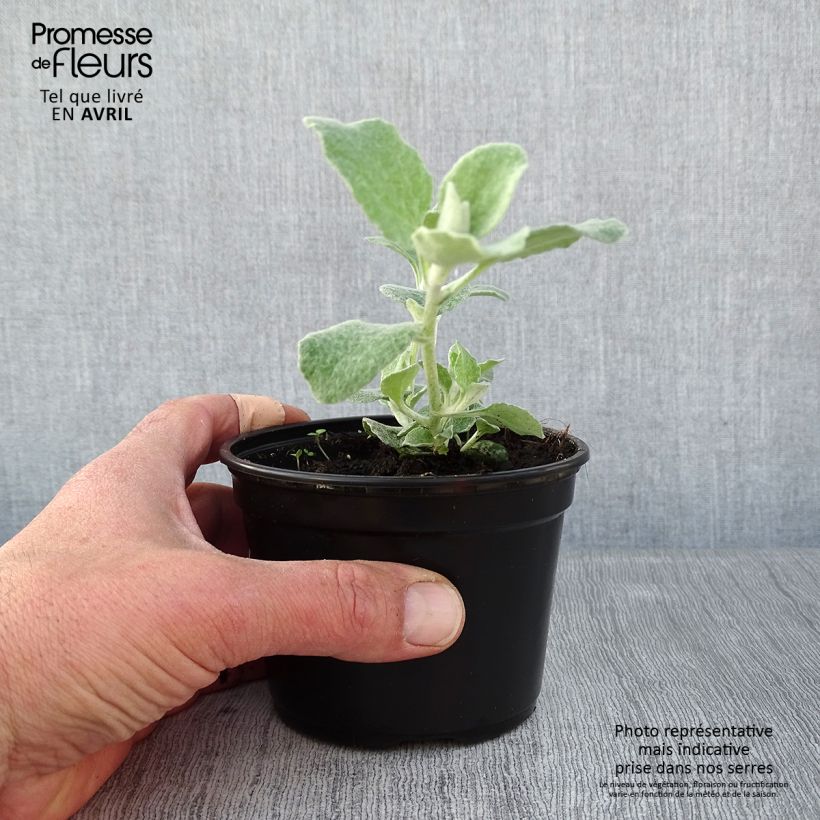 Example of Elicriso petiolare Silver - Helichrysum petiolare Vasetto da 8/9 cm as you get in printemps