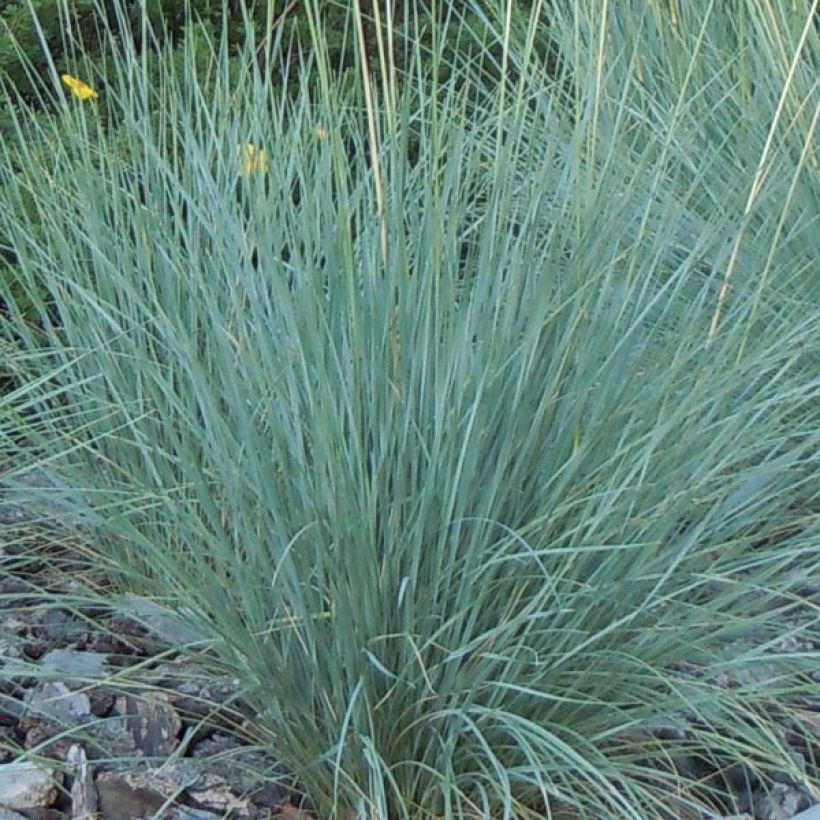 Helictotrichon sempervirens - Avena verdeggiante (Foliage)