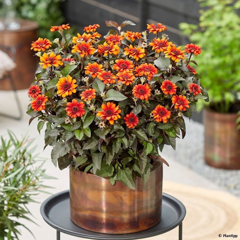 Heliopsis helianthoides Luna Roja (Porto)