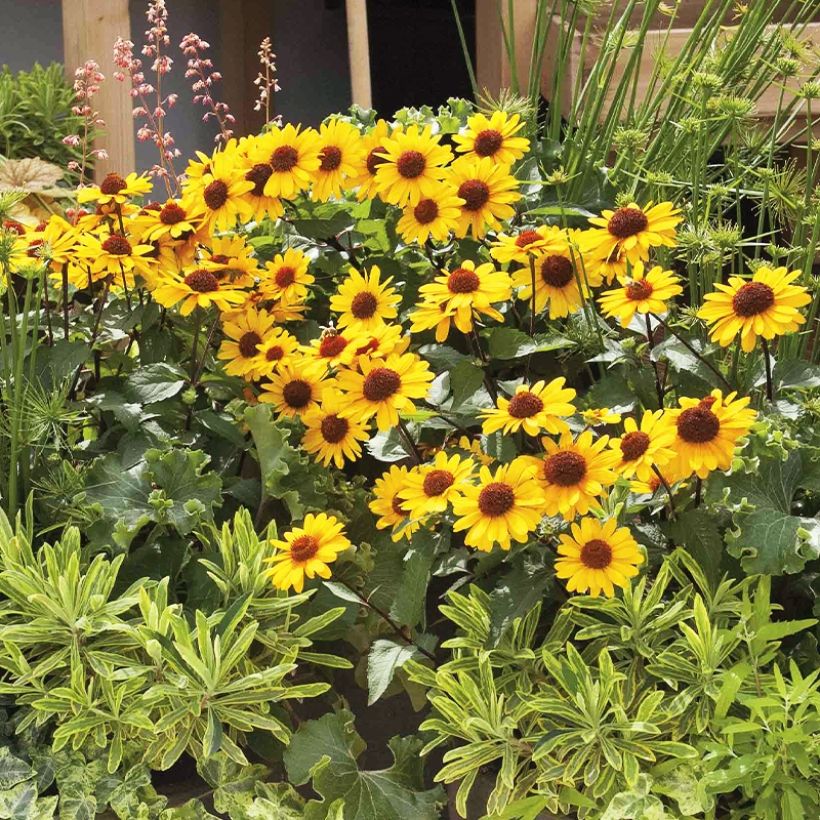 Heliopsis helianthoides var. scabra Punto Rosso (Porto)