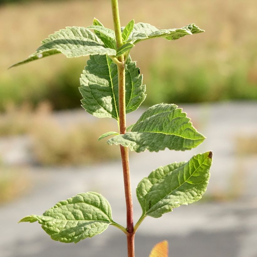 Heliopsis helianthoides Asahi (Fogliame)