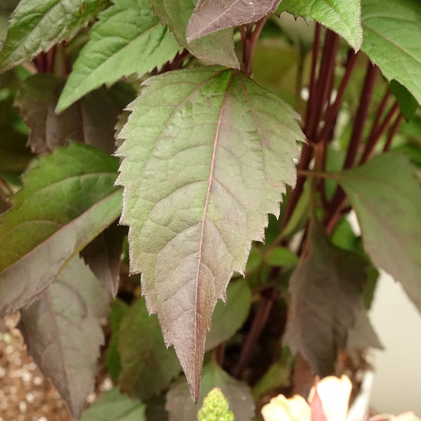 Heliopsis helianthoides var. scabra Funky Spinner (Fogliame)