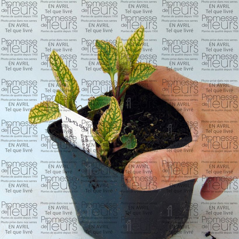 Esempio di esemplare Heliopsis helianthoides Loraine Sunshine Vasetto da 8/9 cm come consegnato