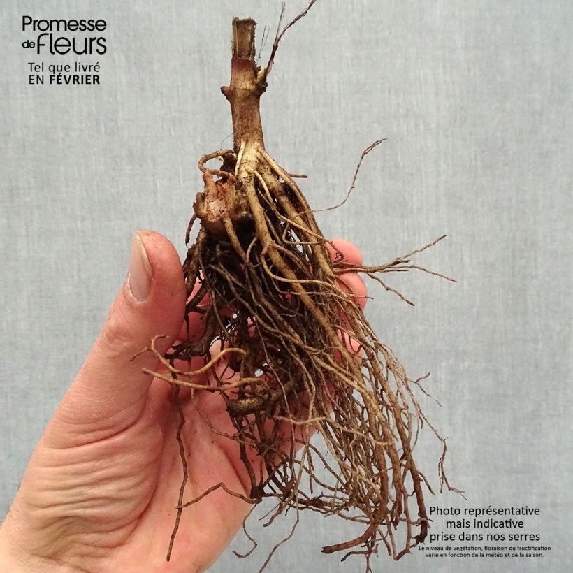 Heliopsis helianthoides Sparkling Contrast Piante piccole a radice nuda esemplare consegnato in inverno