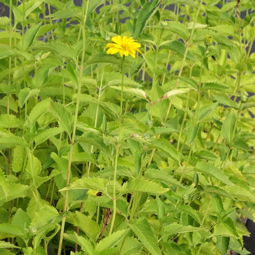 Heliopsis helianthoides var. scabra Summer Sun (Plant habit)