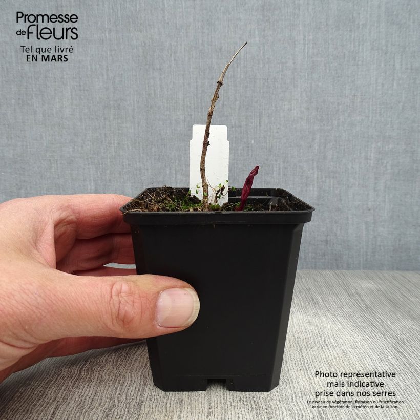 Example of Heliopsis helianthoides var. scabra Venus Vasetto da 8/9 cm as you get in printemps