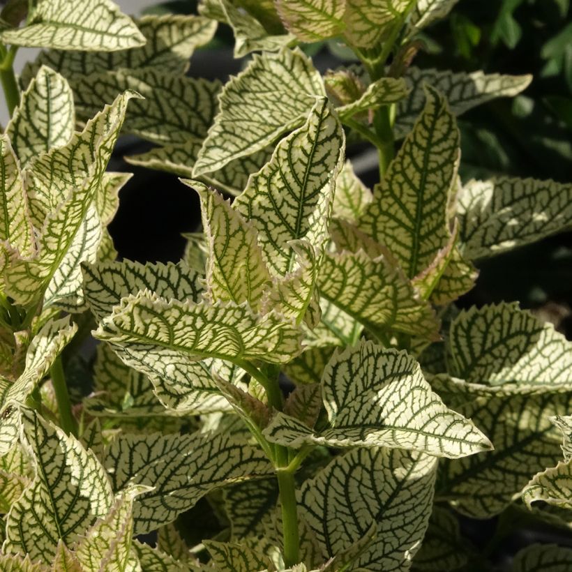 Heliopsis helianthoides Solar Flare (Fogliame)