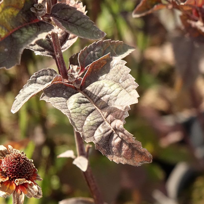 Heliopsis helianthoides var. scabra Fire Twister (Fogliame)