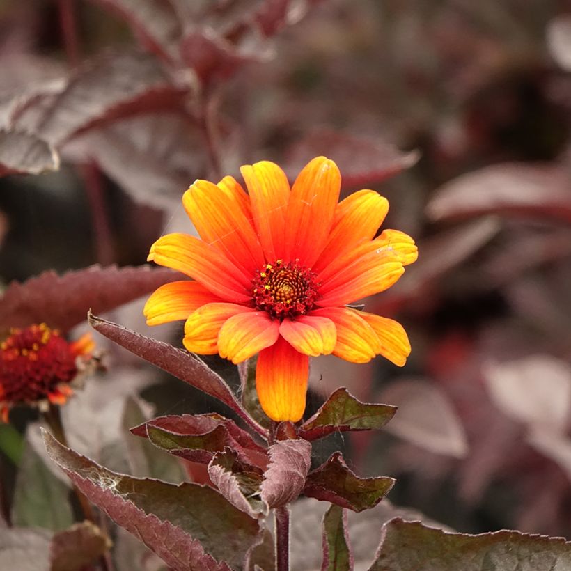 Heliopsis helianthoides var. scabra Fire Twister (Fioritura)