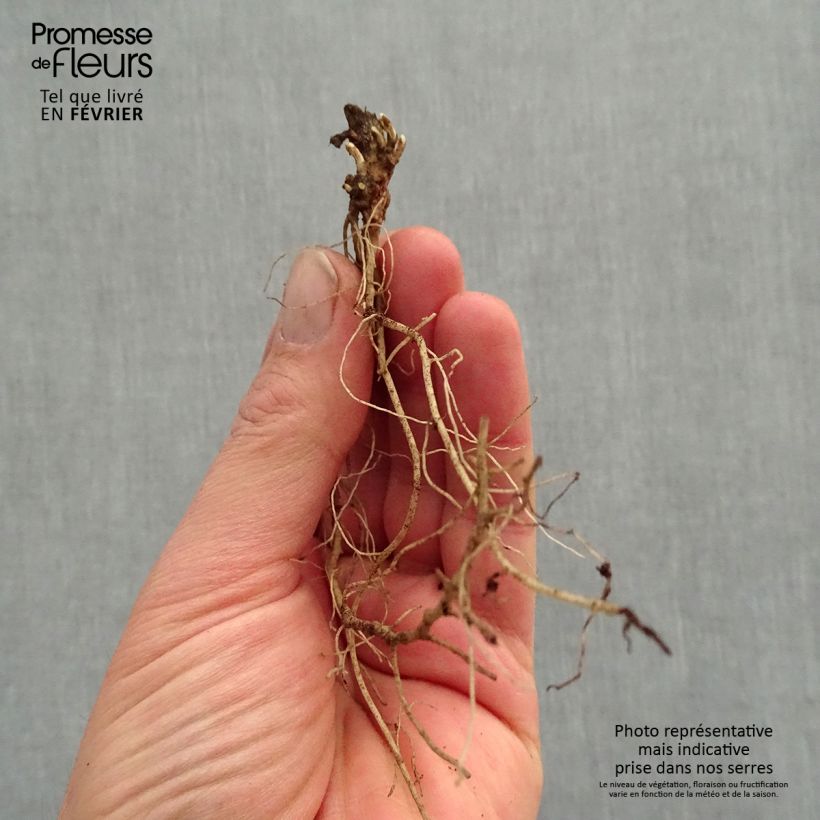 Heliopsis helianthoides var. scabra Fire Twister Piante piccole a radice nuda esemplare consegnato in inverno