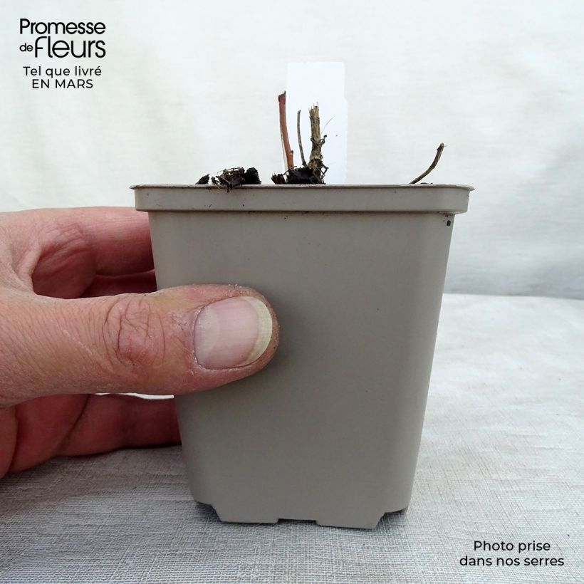 Example of Heliopsis helianthoides var. scabra Vasetto da 8/9 cm as you get in printemps