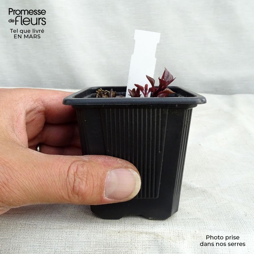 Heliopsis helianthoides var. scabra Summer Nights Vasetto da 8/9 cm esemplare consegnato in primavera