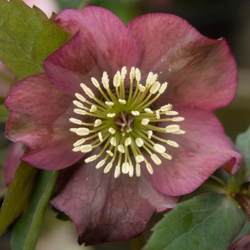 Helleborus Red - Elleboro (Flowering)