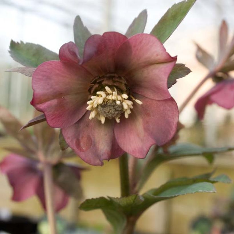 Helleborus orientalis subsp. abchasicus - Elleboro orientale (Fioritura)