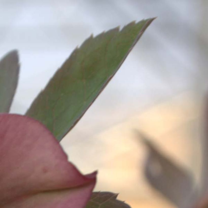 Helleborus orientalis subsp. abchasicus - Elleboro orientale (Fogliame)