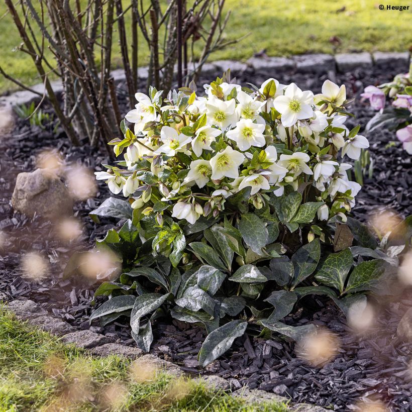 Helleborus HGC Ice N' Roses Marbled Mia Marble - Elleboro (Porto)