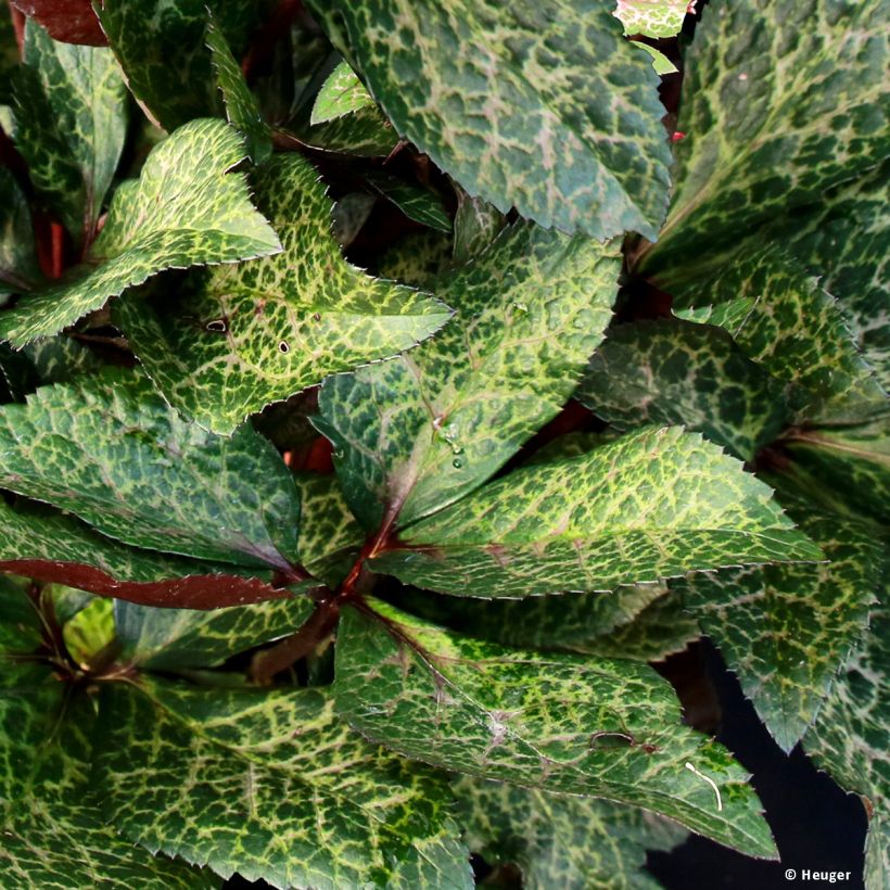 Helleborus HGC Ice N' Roses Marbled Mona Marble - Elleboro (Fogliame)