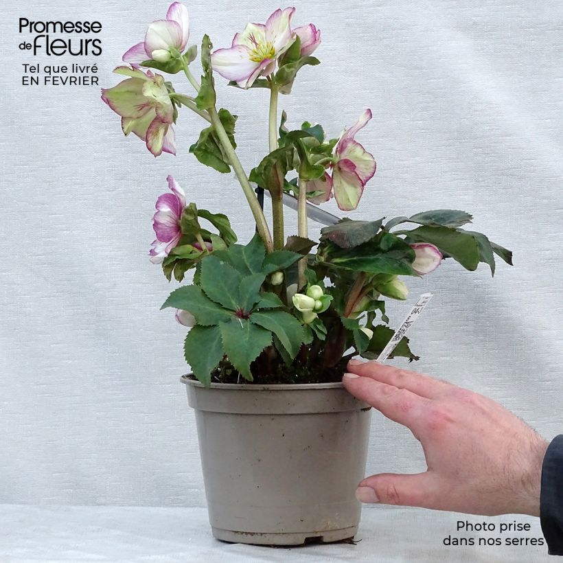 Helleborus HGC Ice N' Roses Picotee - Elleboro Vaso da 2L/3L esemplare consegnato in inverno