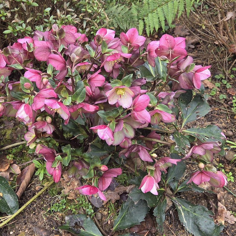 Helleborus HGC Ice N' Roses Picotee - Elleboro (Porto)