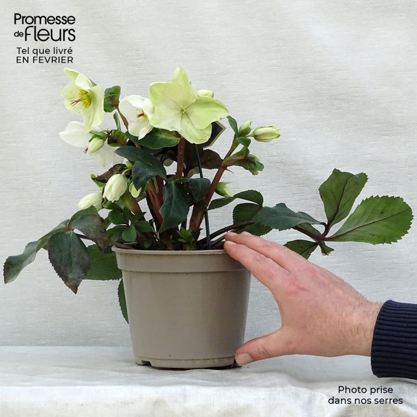 Helleborus HGC Ice N' Roses White - Elleboro Vaso da 2L/3L esemplare consegnato in inverno