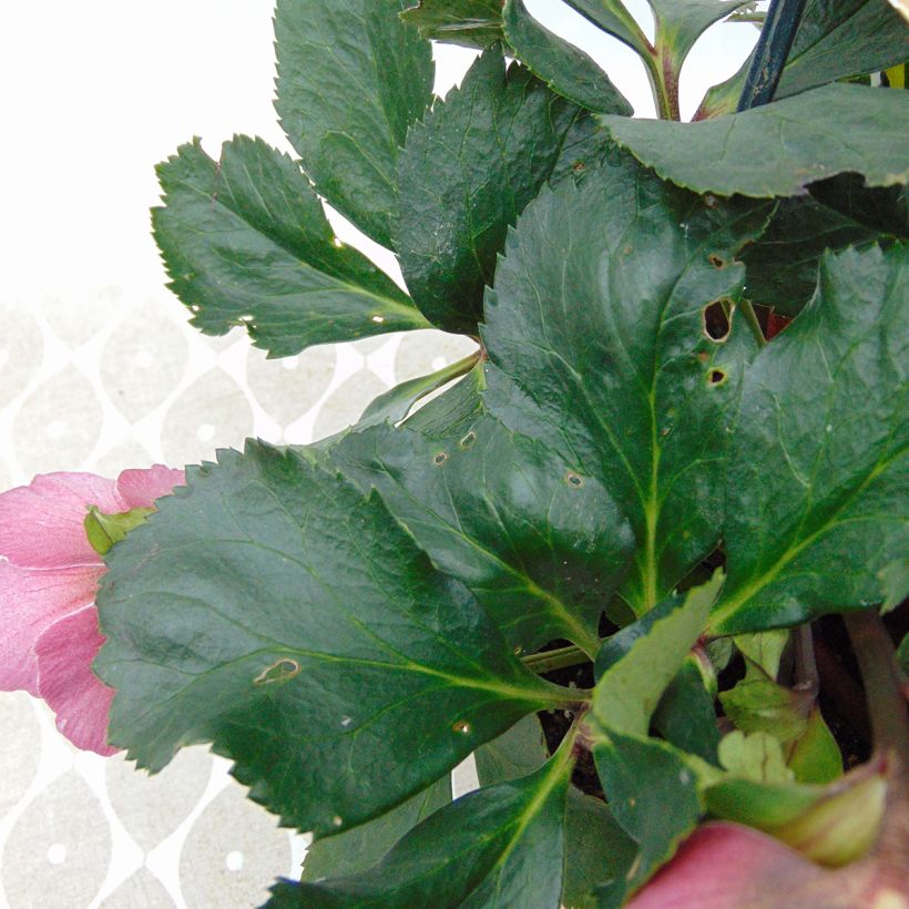 Helleborus Madame Lemonnier - Elleboro (Fogliame)