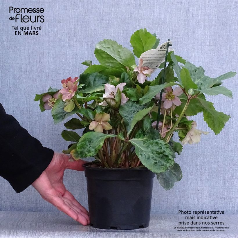 Helleborus Madame Lemonnier - Elleboro Vaso da 2L/3L esemplare consegnato in primavera