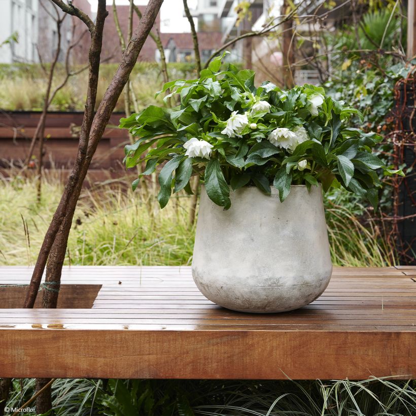 Helleborus ViV Amalia - Elleboro (Porto)