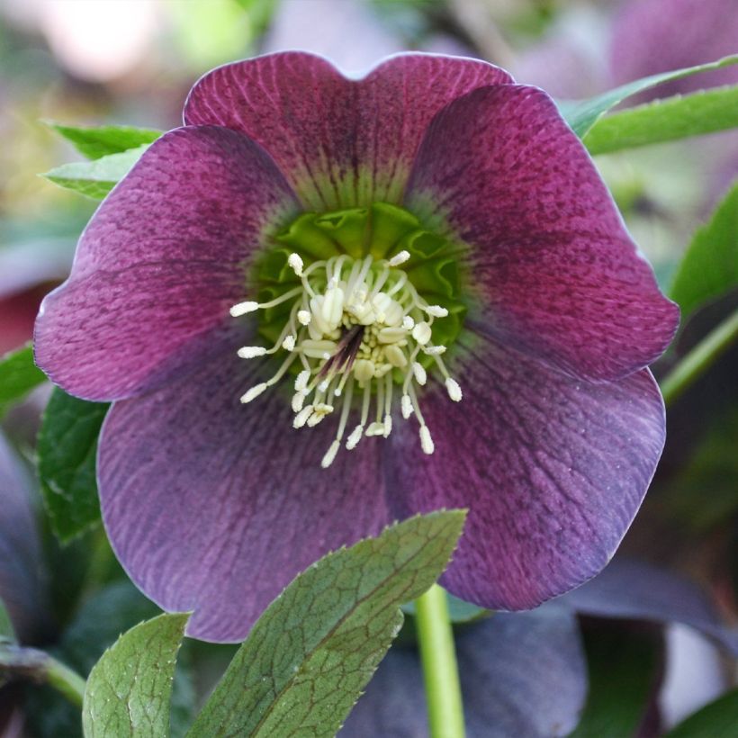 Helleborus ViV Batista - Elleboro (Fioritura)