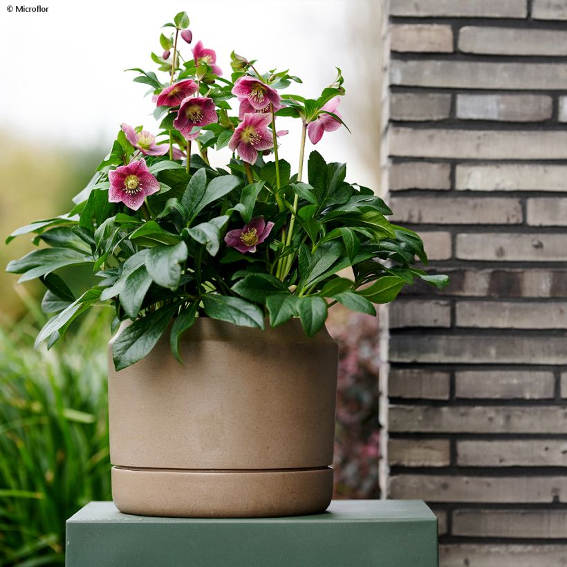 Helleborus ViV Batista - Elleboro (Porto)