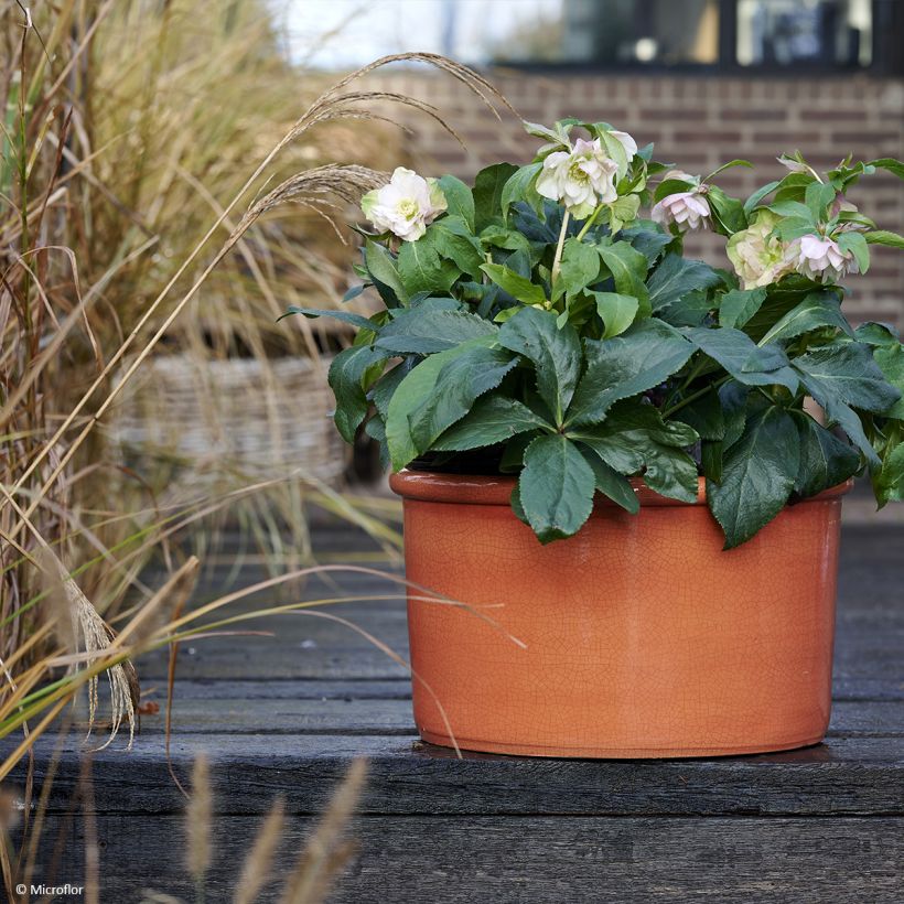 Helleborus ViV Benedetta - Elleboro (Porto)