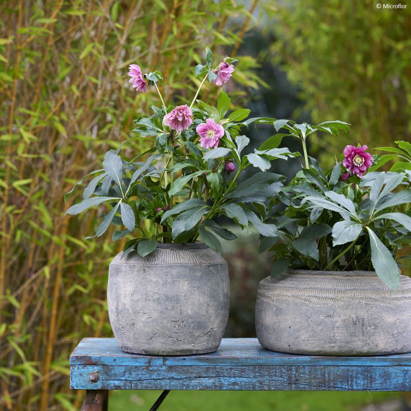 Helleborus ViV Elena - Elleboro (Porto)