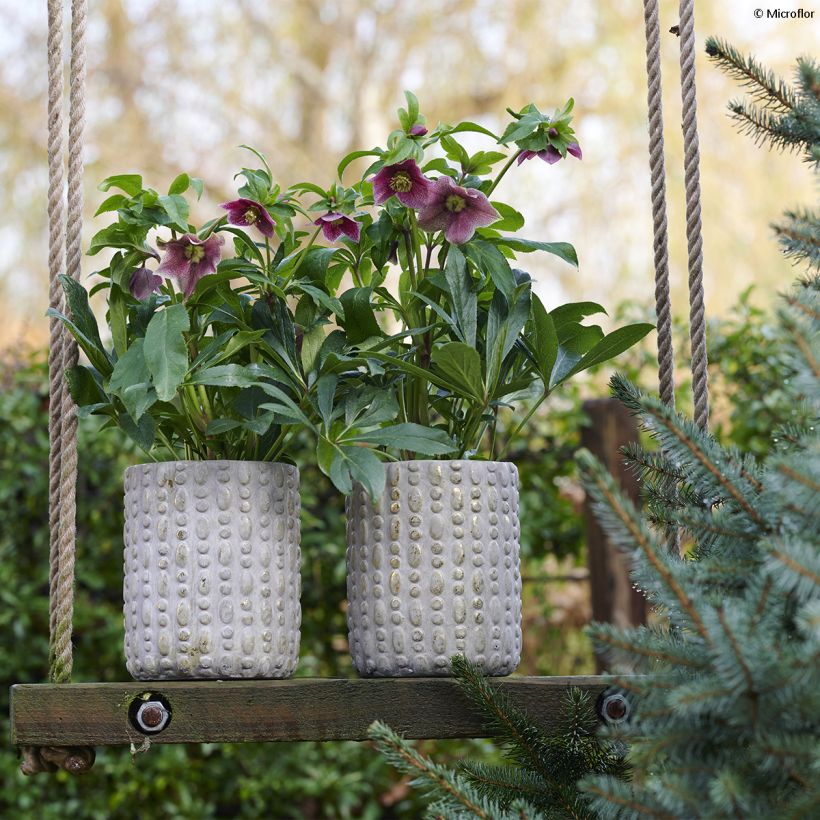 Helleborus ViV Eloisa - Elleboro (Porto)