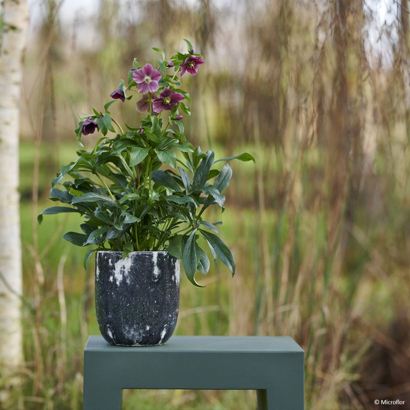 Helleborus ViV Elsa - Elleboro (Porto)