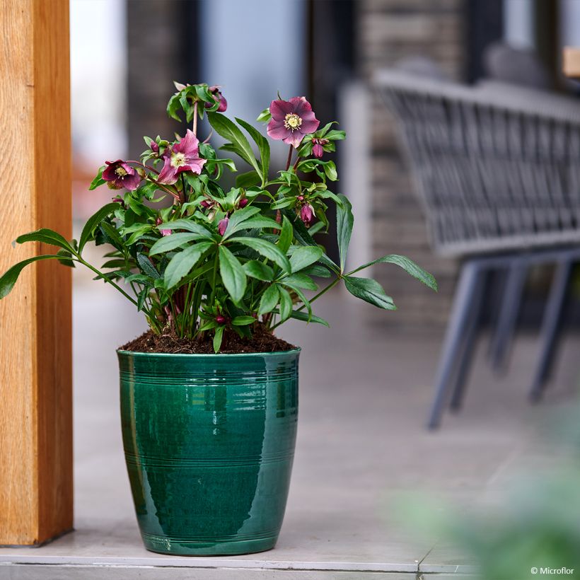 Helleborus ViV Liliana - Elleboro (Porto)