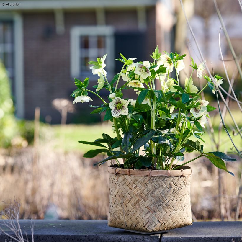 Helleborus ViV Maeva - Elleboro (Porto)