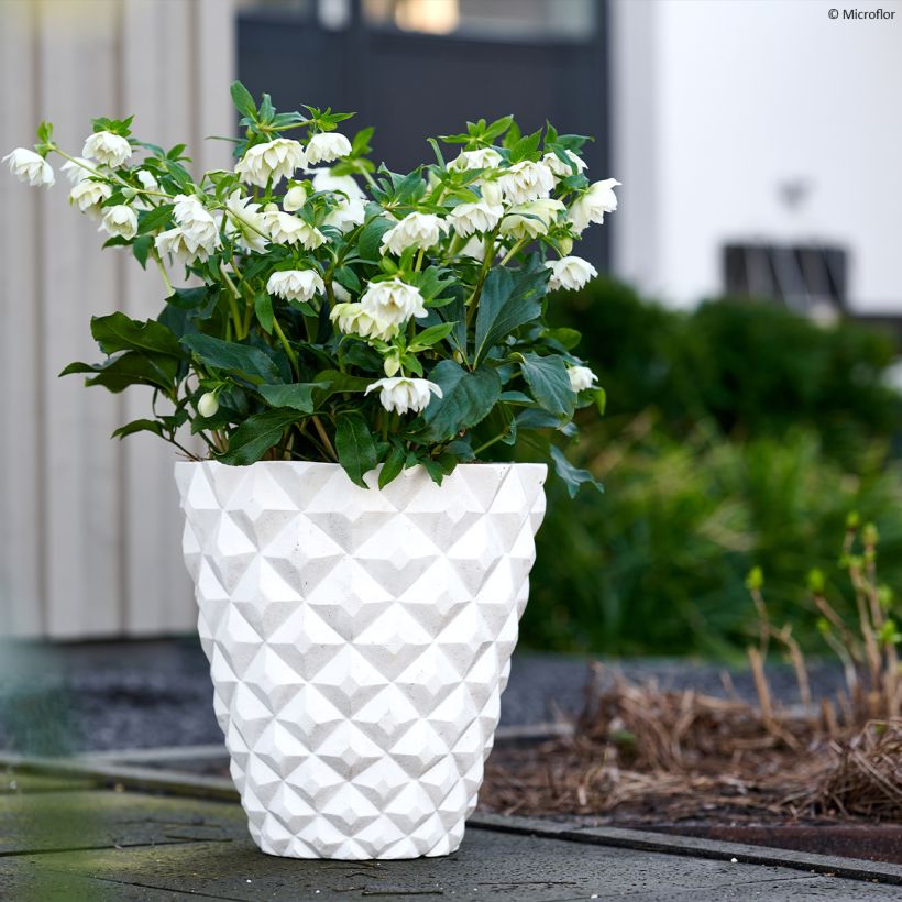 Helleborus ViV Micaela - Elleboro (Porto)