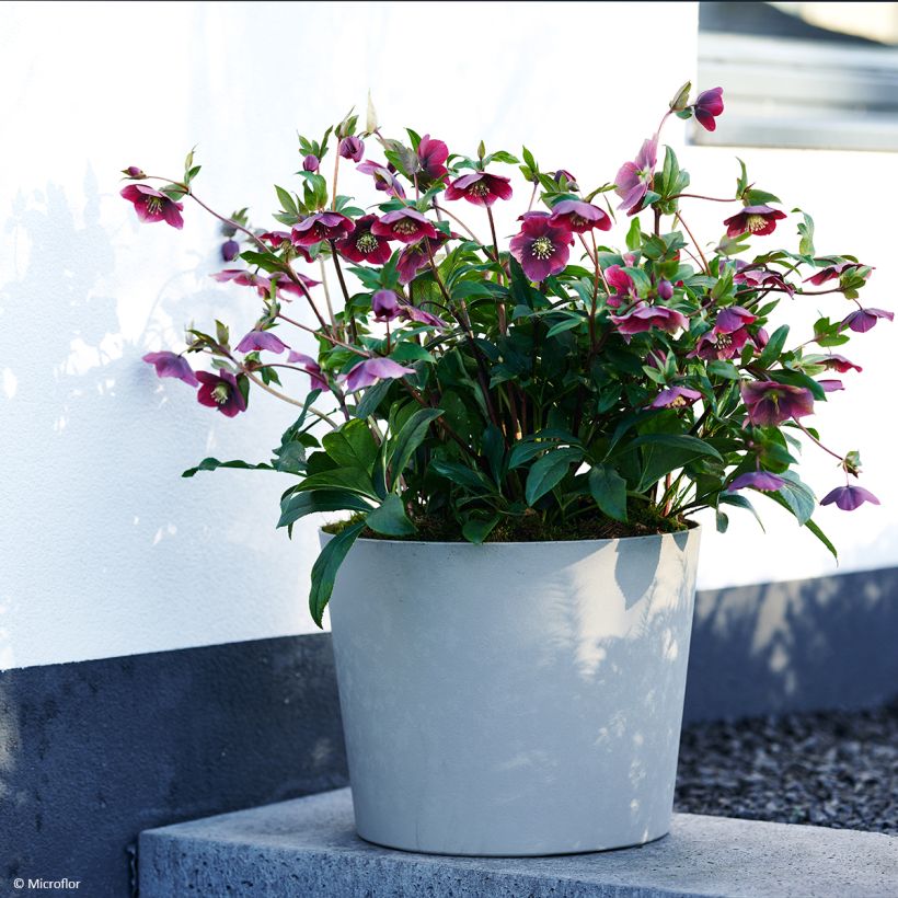 Helleborus ViV Milana - Elleboro (Porto)