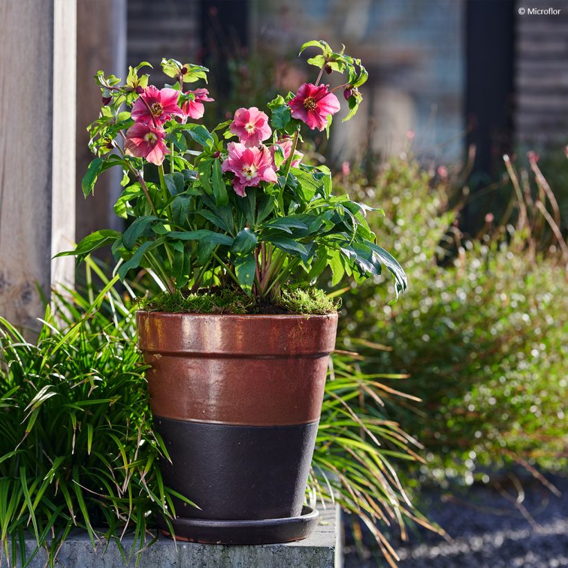 Helleborus ViV Patrizia - Elleboro (Porto)